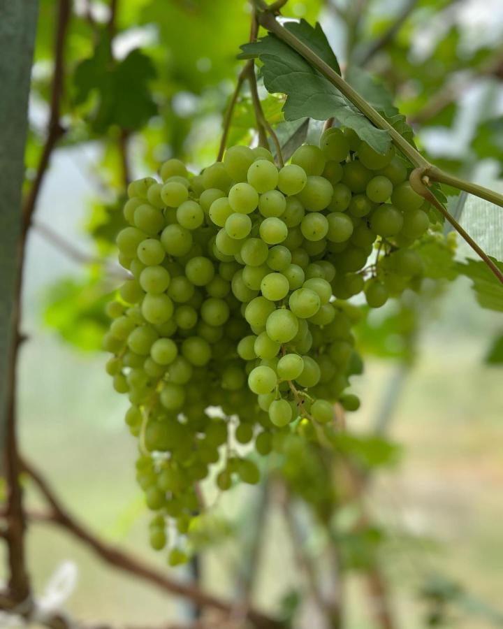 Muhu Tonise Talu Ξενοδοχείο Liiva  Εξωτερικό φωτογραφία